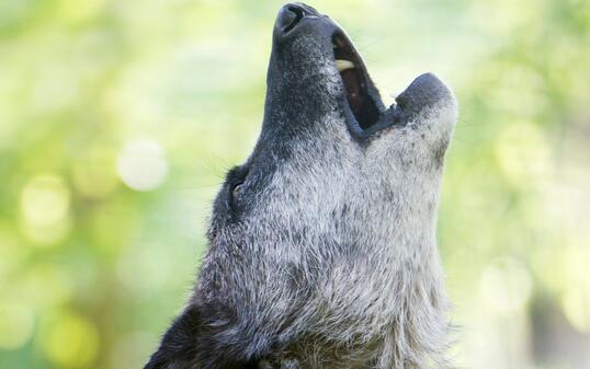 Gray wolf howling