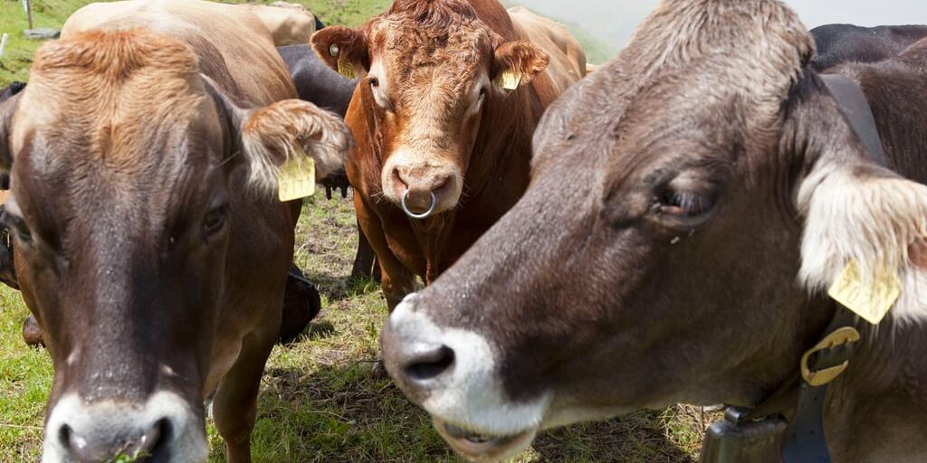 Lumpy skin: Keine Schweizer Kühe auf französischen Alpen - Vaterland online