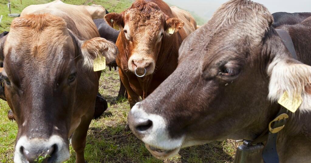 Lumpy skin: Keine Schweizer Kühe auf französischen Alpen - Vaterland online