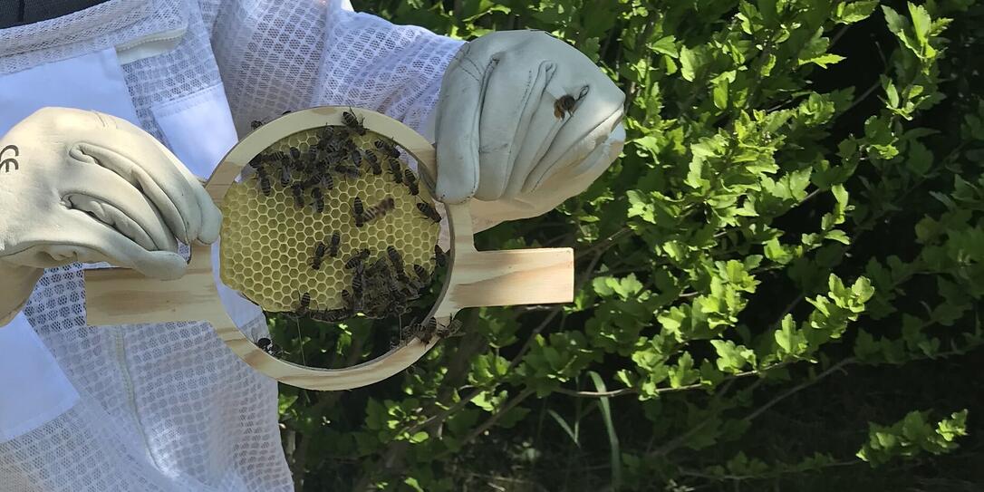 Die Kugelbeute kommt dem natürlichen rund-ovalen Wabenbau  näher als herkömmliche Bienenbehausungen.