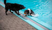 Hundeschwimmen im Freibad Salez