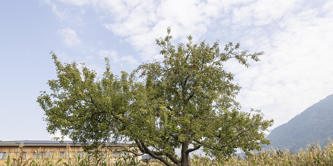 Obstbaum in Mauren