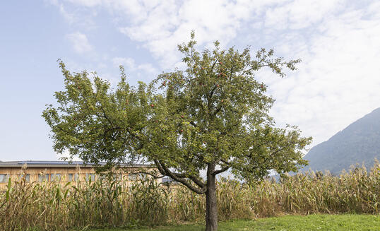 Obstbaum in Mauren