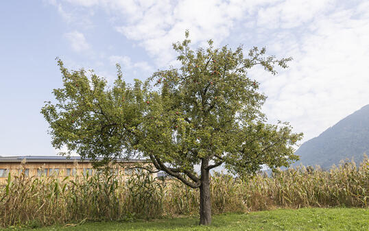 Obstbaum in Mauren