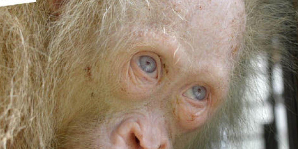 Weisses Fell und blaue Augen: Weltweit ist kein anderer Fall eines Orang-Utans bekannt, der an Albinismus leidet.