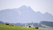 LANDSCHAFT, WIESE, VIEH, KUH, KUEHE,  UNTERSUCHUNG, CHEMIKALIEN, PER- UND POLYFLUORIERTE ALKYLVERBINDUNGEN, BODEN, BODENVERSCHMUTZUNG,