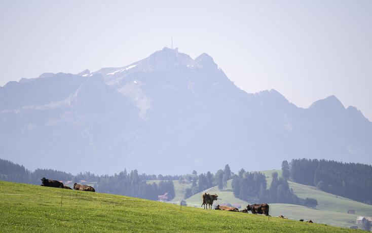 LANDSCHAFT, WIESE, VIEH, KUH, KUEHE,  UNTERSUCHUNG, CHEMIKALIEN, PER- UND POLYFLUORIERTE ALKYLVERBINDUNGEN, BODEN, BODENVERSCHMUTZUNG,
