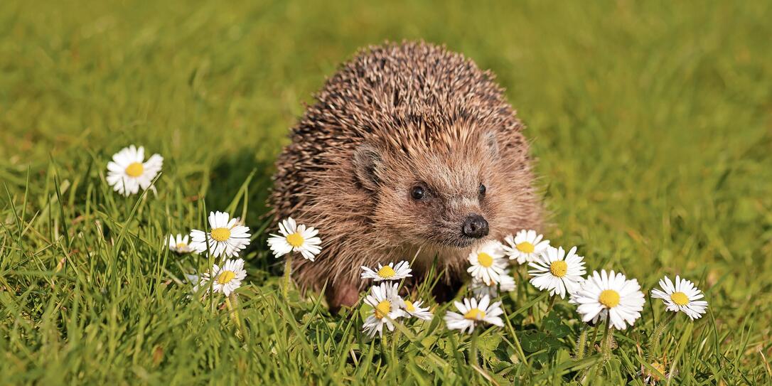 European hedgehog on the meadow with daisy flowers.