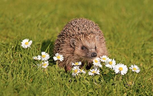 European hedgehog on the meadow with daisy flowers.