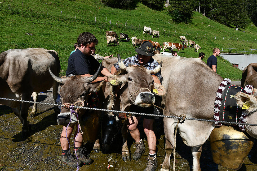 Alpabfahrt Sücka 2019