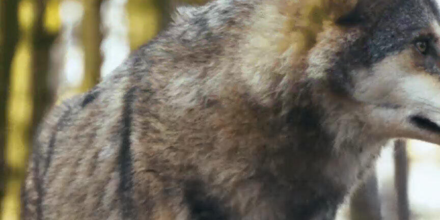 Wolf