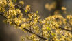 Die Natur in sanften Farben