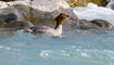 Trockener Alpenrhein