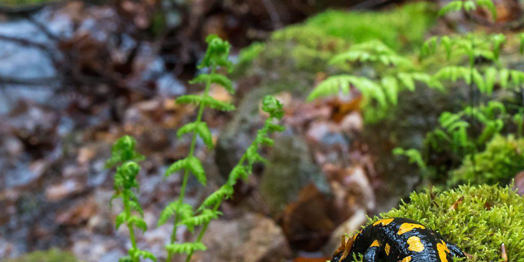 Noch hat der tödliche Pilz die wilden Feuersalamander in Deutschland nicht erwischt. 100 Terrarientiere sind ihm aber bereits erlegen. (Archivbild) Noch hat der tödliche Pilz die wilden Feuersalamander in Deutschland nicht erwischt. 100 Terrarientiere sind ihm aber bereits erlegen. (Archivbild)