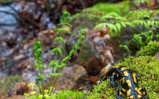 Noch hat der tödliche Pilz die wilden Feuersalamander in Deutschland nicht erwischt. 100 Terrarientiere sind ihm aber bereits erlegen. (Archivbild)