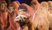 Circus Royal in Buchs