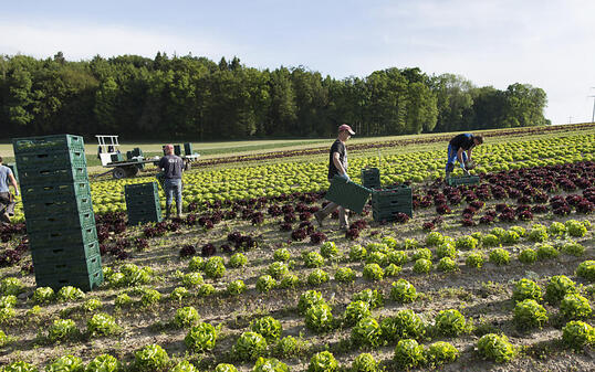 280 Franken hat im letzten Jahr jeder Schweizer Konsument im Schnitt für Bioprodukte ausgegeben - im Bild biologisch angebauter Salat auf einem Feld im Seeland bei Kerzers. (Symbolbild)