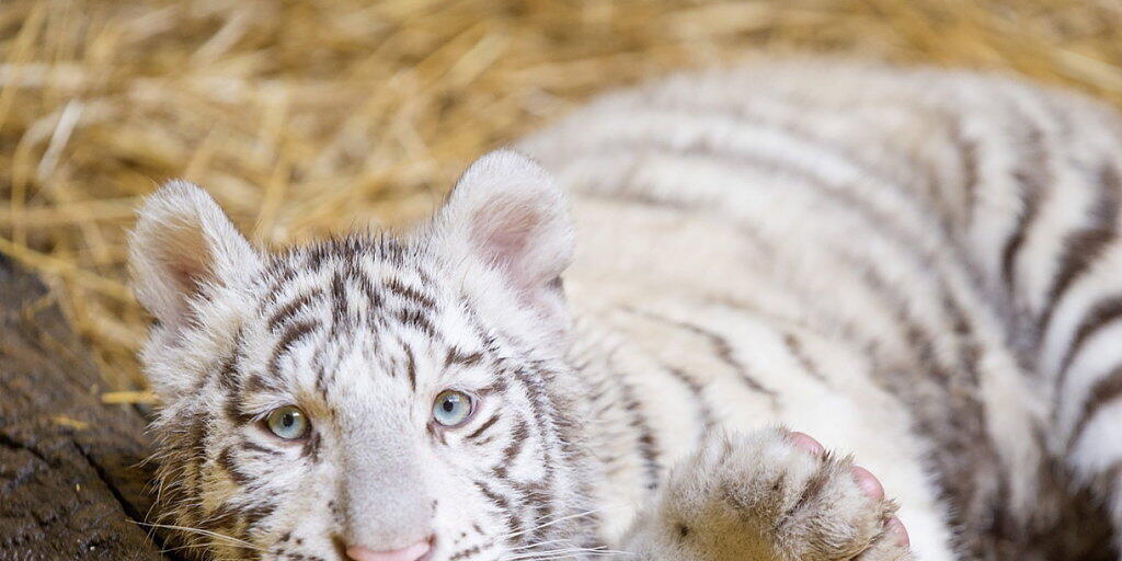 Weiss statt goldgelb: Die ungewöhnliche Farbe entsteht bei Tigern wegen einer seltenen Genmutation, die vor allem bei in Gefangenschaft geborenen Tieren der Art vorkommt. (Symbolbild)