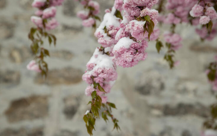Schnee im Fr&uuml;hling im St&auml;dtle, Vaduz