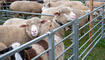 Herbstmarkt Sevelen (10.10.2026)
