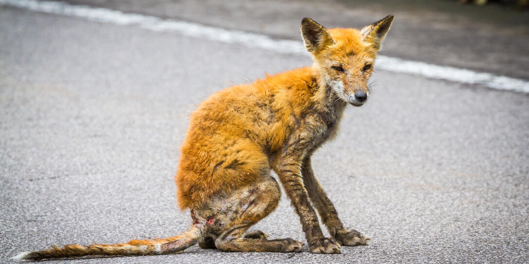 Sickly Fox in Shiretoko