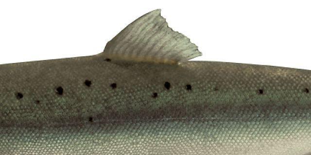 Der Lachs ist Fisch des Jahres (Bild: Schweiz. Fischerei-Verband)