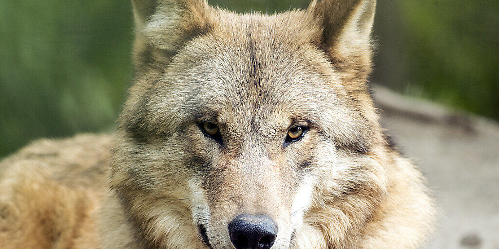 Der Wolfschutz in der Schweiz wird nicht gelockert. (Archivbild)
