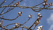 Schnee im Frühling