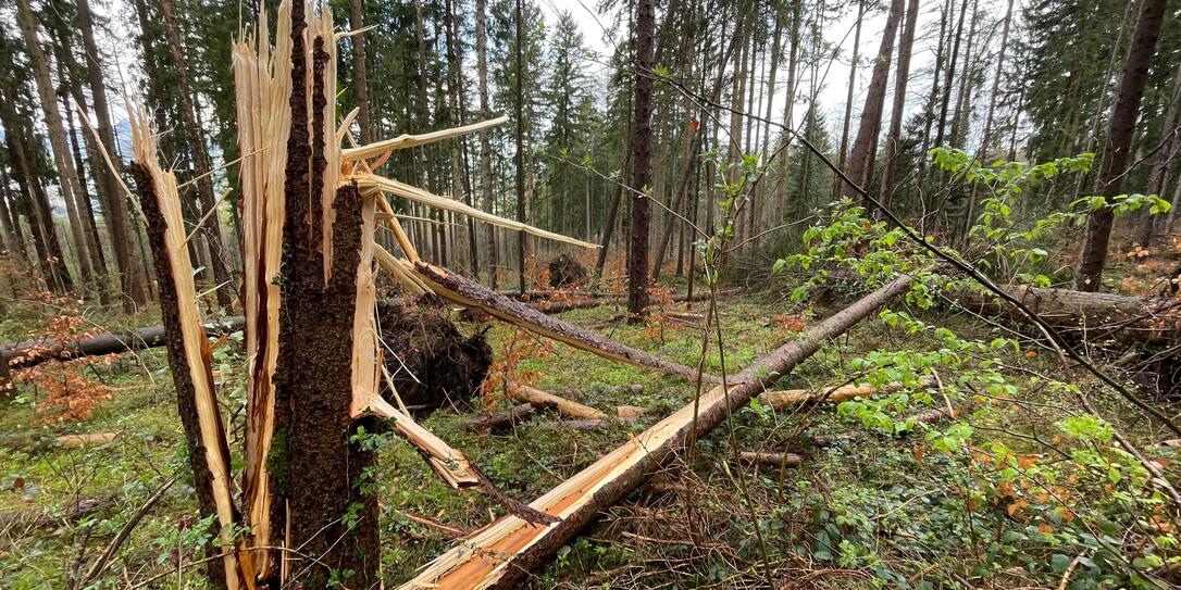 Wald Föhnsturm Schadholz