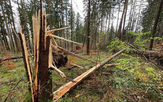 Wald Föhnsturm Schadholz