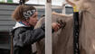 Braunvieh Junior Contest in Sargans