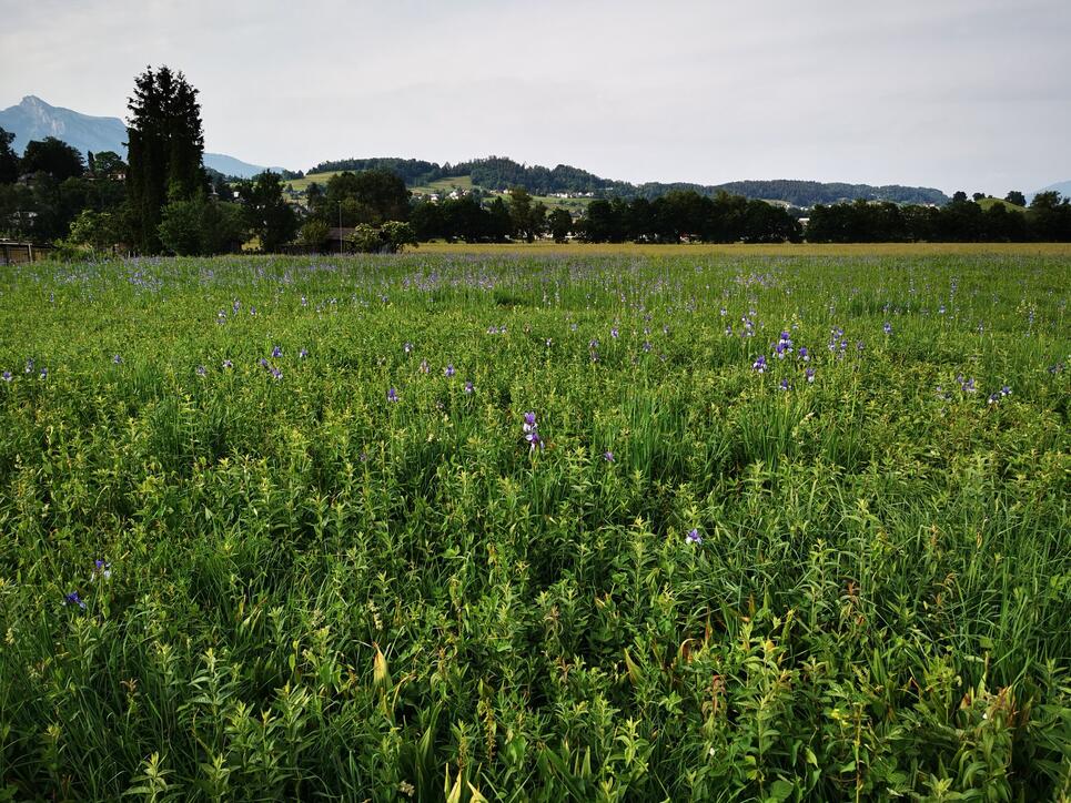 Eschner Riet mit Schwertlilien, man findet diese auch in unserer Gemeinde, einfach schön zum spazieren