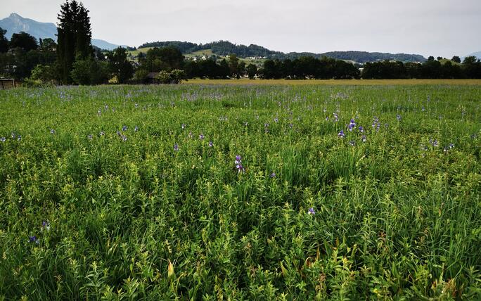 Eschner Riet mit Schwertlilien, man findet diese auch in unserer Gemeinde, einfach schön zum spazieren