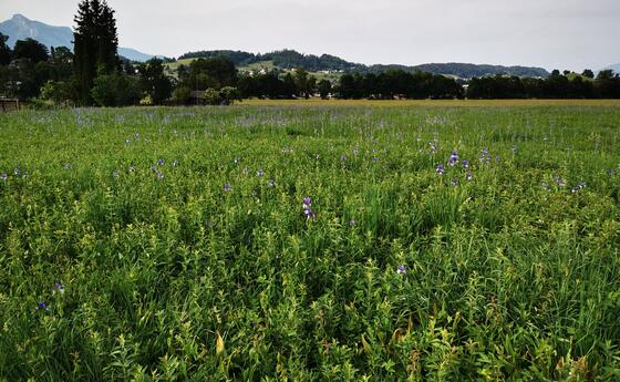 Eschner Riet mit Schwertlilien, man findet diese auch in unserer Gemeinde, einfach schön zum spazieren