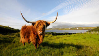 Highland cow