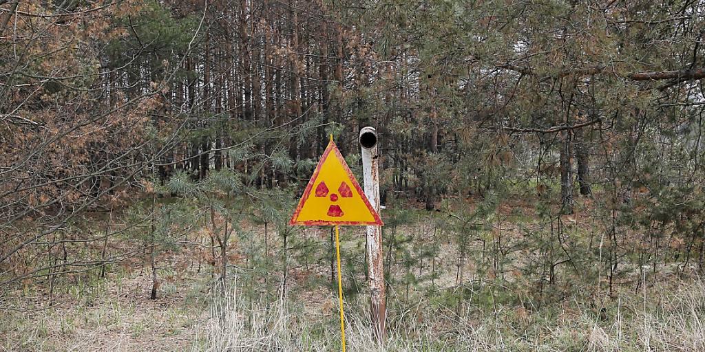 Ein Wald mit einem Warnschild ausserhalb von Tschernobyl. (Archivbild)