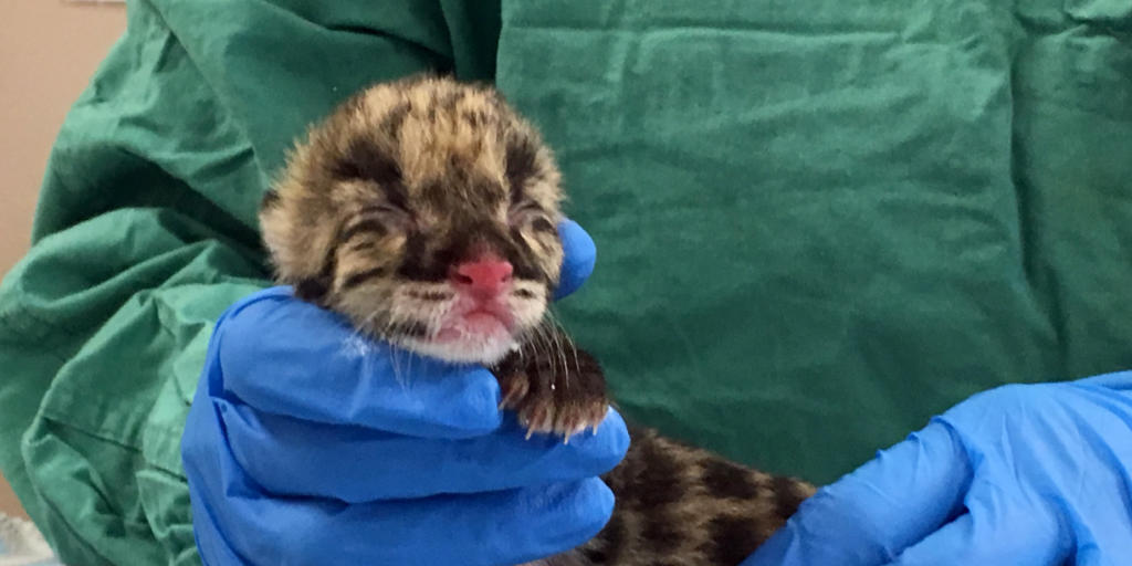 Der kleine Nebelparder aus dem Nashville Zoo ist nicht nur süss - seine Zeugung mit eingefrorenem Sperma weckt auch Hoffnungen auf den Erhalt seiner Art. Der kleine Nebelparder aus dem Nashville Zoo ist nicht nur süss - seine Zeugung mit eingefrorenem Sperma weckt auch Hoffnungen auf den Erhalt seiner Art.