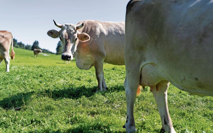 APPENZELLER KAESE, KAESE, APPENZELLER, HALBHARTKAESE, ROHMILCHKAESE, ROHMILCH, KUH, KUEHE, MILCHKUH, SENN, SENNER, BAUER, MILCHBAUER, MILCHLIEFERANT, MILCHZULIEFERER, MILCHLIEFERANT, ,  BRAUCHTUM, TRACHT, SENNENTRACHT,  WEIDE,  HORNKUH CAPTIONLEFT,