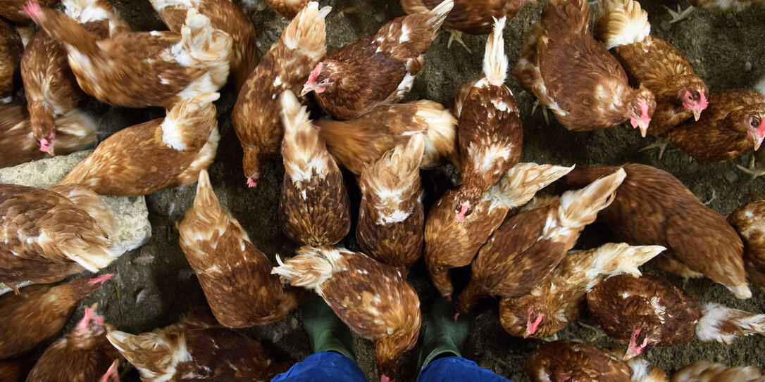 HUHN, HUEHNERSTALL, GEFLUEGELPEST, HUEHNERPEST, HUEHNERGRIPPE, VOGELGRIPPE, VOGELPEST, GEFLUEGEL, PEST, H5N8, HUEHNERFARM, POULET,