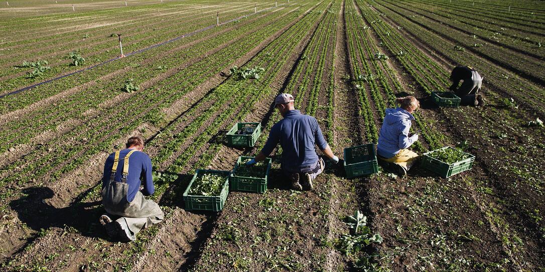 NUESSLISALAT, SALAT, SALTERNTE, ERNTEHELFER, BAUER, FELD,