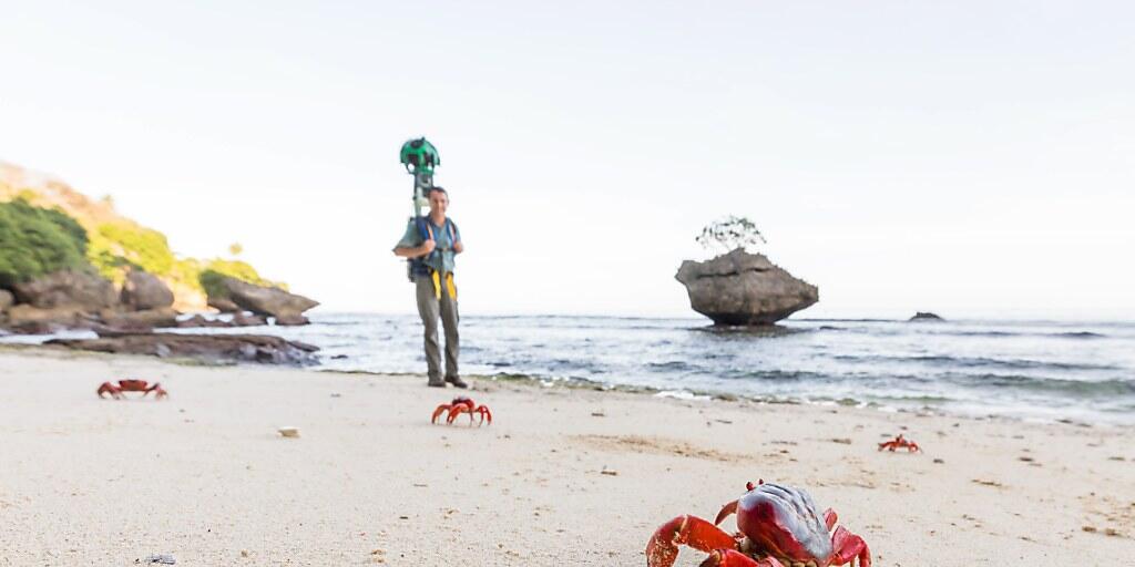 Eine Weihnachtsinsel-Krabbe am Strand, dahinter ein Mann mit der Google Street View-Kamera.