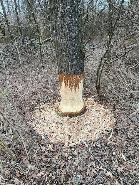 Das Werk eines Biebers im Ruggeller Riet