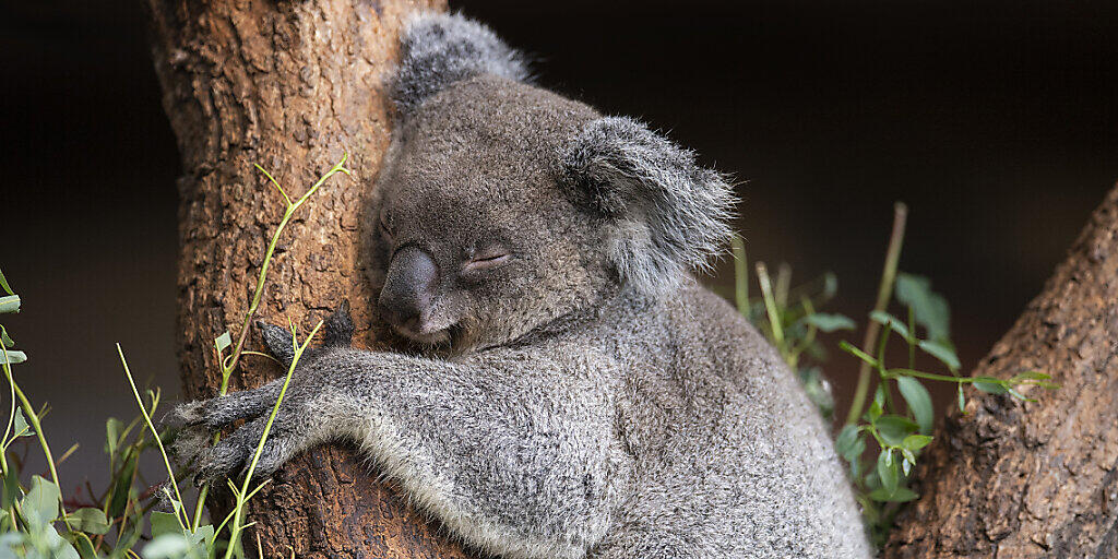 Das Koala Weibchen Maisy fühlt sich sichtlich wohl in ihrem neuen Zuhause im Zoo Zürich.