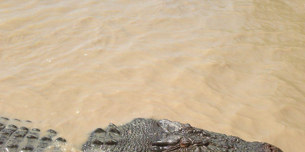 Ein Salzwasserkrokodil im Norden Australiens. Wegen mehrerer Krokodil-Attacken will ein Politiker die Jagd auf die Tiere erlauben. (Archiv) Ein Salzwasserkrokodil im Norden Australiens. Wegen mehrerer Krokodil-Attacken will ein Politiker die Jagd auf die Tiere erlauben. (Archiv)