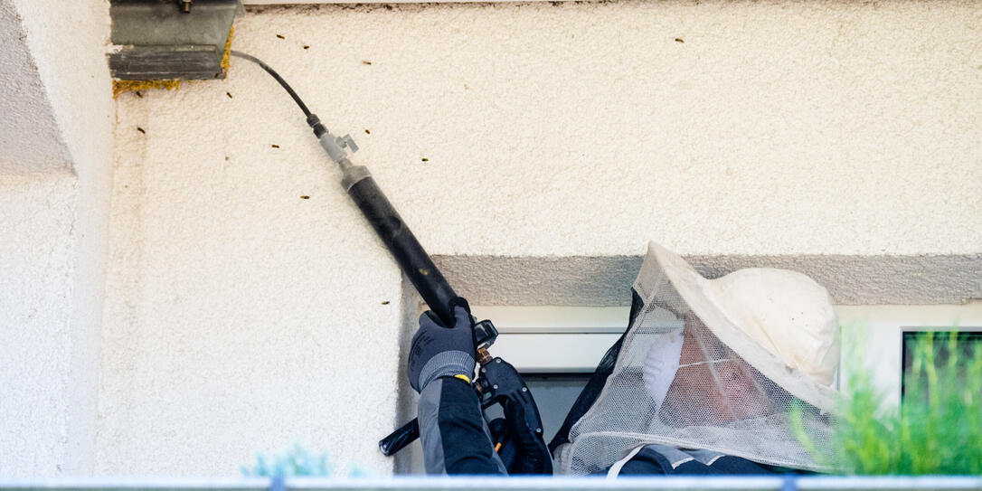 Wespennestentfernung durch Kammerjäger Wespennestentfernung durch Kammerjäger