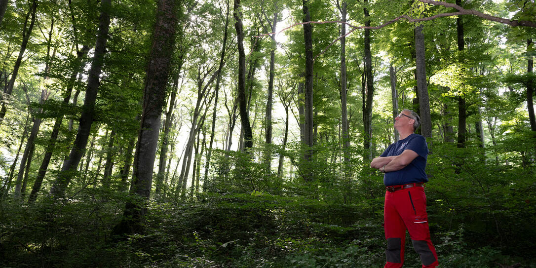 Waldreservat in Schaan
