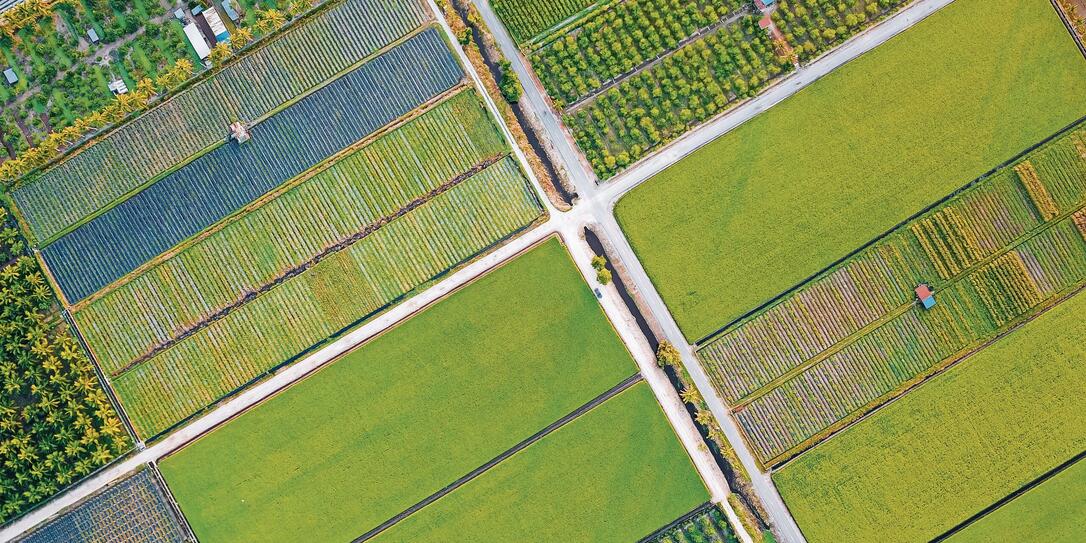 drone point of view Paddy Field in morning