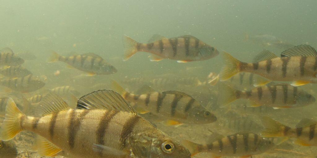 Das Egli, der beliebteste Speisefisch in der Schweiz, ist vom Fischerei-Verband zum Fisch des Jahres 2019 bestimmt worden.