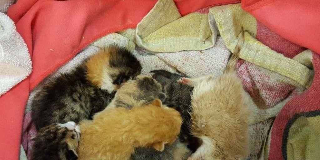 Die frischgeborenen Katzenbabies wurden vom Tierschutz beider Basel gerettet. Die frischgeborenen Katzenbabies wurden vom Tierschutz beider Basel gerettet.