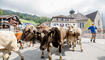 Alpabfahrt Alpgenossenschaft Gritsch Schaan